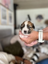 7 Coton de Tulear til salg på købhund.dk