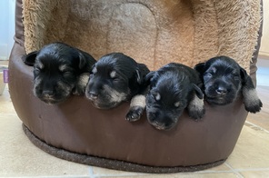 4 Dværgschnauzer, sort/sølv til salg på købhund.dk