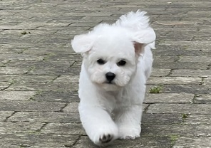 7 Bichon Frisé til salg på købhund.dk