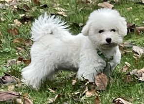 7 Bichon Frisé til salg på købhund.dk