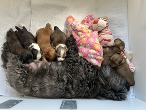 6 Bichon Havanais til salg på købhund.dk