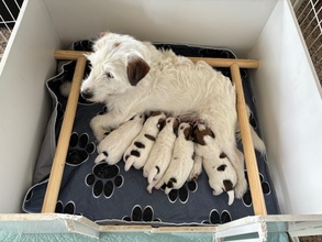 5 Jack Russell Terrier til salg på købhund.dk
