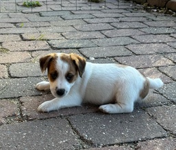 5 Jack Russell Terrier til salg på købhund.dk