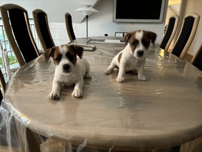 5 Jack Russell Terrier til salg på købhund.dk