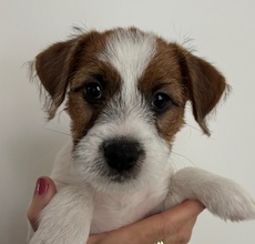 5 Jack Russell Terrier til salg på købhund.dk