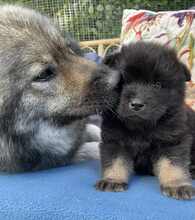 6 Eurasier til salg på købhund.dk