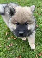 6 Eurasier til salg på købhund.dk