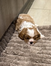 3 Cavalier King Charles Spaniel til salg på købhund.dk