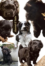 5 Bichon Havanais til salg på købhund.dk