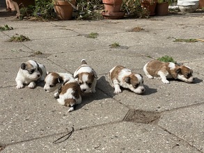 5 Bichon Havanais til salg på købhund.dk