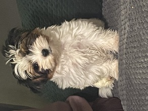 2 Biewer til salg på købhund.dk