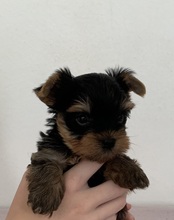 4 Yorkshire Terrier til salg på købhund.dk