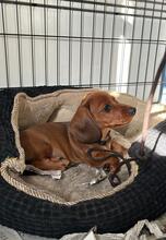 7 Korthåret Gravhund til salg på købhund.dk