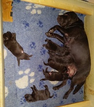 6 Labrador Retriever til salg på købhund.dk