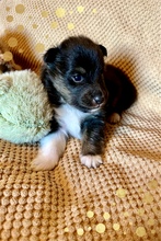 1 Shetland Sheepdog til salg på købhund.dk