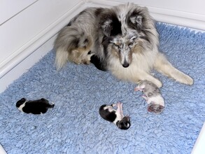 4 Shetland Sheepdog til salg på købhund.dk