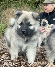 6 Islandsk Fårehund til salg på købhund.dk
