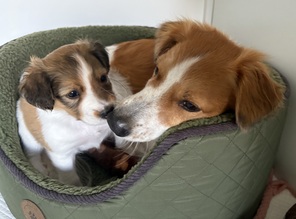 4 Kromfohrländer til salg på købhund.dk