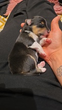 3 Shetland Sheepdog til salg på købhund.dk