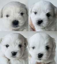 4 Coton de Tulear til salg på købhund.dk