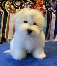 4 Coton de Tulear til salg på købhund.dk