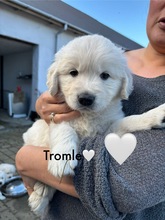 3 Golden Retriever til salg på købhund.dk