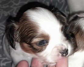 3 Papillon til salg på købhund.dk