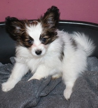 3 Papillon til salg på købhund.dk