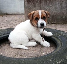 5 Jack Russell Terrier til salg på købhund.dk