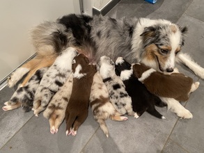 9 Australian Shepherd til salg på købhund.dk