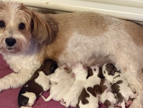 7 Bichon Havanais til salg på købhund.dk