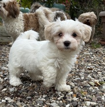7 Bichon Havanais til salg på købhund.dk