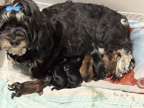 7 Bichon Havanais til salg på købhund.dk