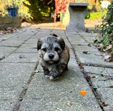 7 Bichon Havanais til salg på købhund.dk