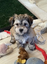 7 Bichon Havanais til salg på købhund.dk