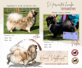 4 Tibetansk Spaniel til salg på købhund.dk