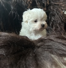 3 Malteser til salg på købhund.dk