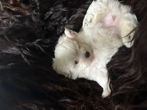 3 Malteser til salg på købhund.dk