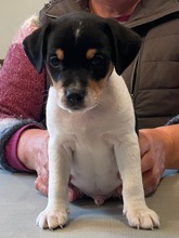 6 Dansk/Svensk Gårdhund til salg på købhund.dk