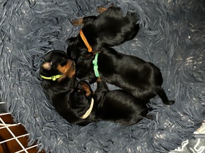 4 Dværgpinscher til salg på købhund.dk