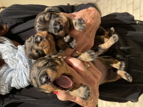 3 Ruhåret Gravhund til salg på købhund.dk