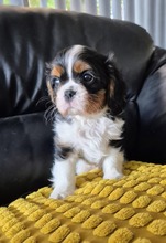 2 Cavalier King Charles Spaniel til salg på købhund.dk