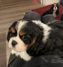 2 Cavalier King Charles Spaniel til salg på købhund.dk