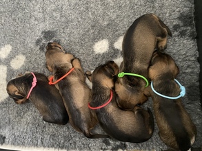 5 Ruhåret Gravhund til salg på købhund.dk