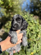 5 Engelsk Cocker Spaniel til salg på købhund.dk