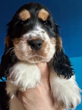 6 Engelsk Cocker Spaniel til salg på købhund.dk