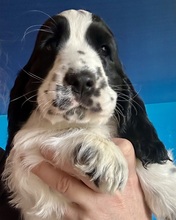 6 Engelsk Cocker Spaniel til salg på købhund.dk