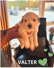 7 Bichon Havanais til salg på købhund.dk