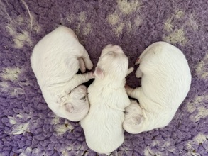 3 Coton de Tulear til salg på købhund.dk