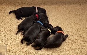 5 Engelsk Cocker Spaniel til salg på købhund.dk